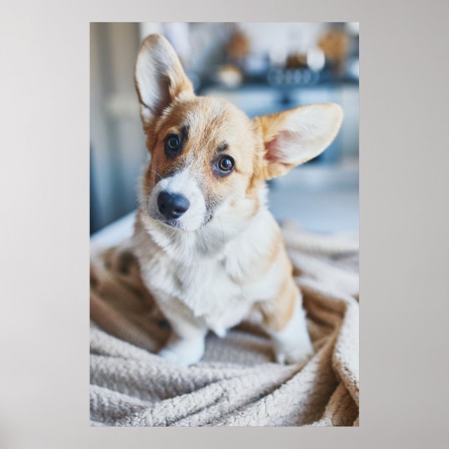 Cutest Baby Animals | Corgi Head Tilt Poster (Front)