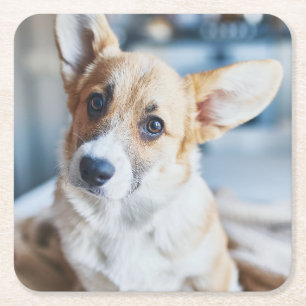 Cutest Baby Animals   Corgi Head Tilt Square Paper Coaster