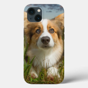 Cutest Baby Animals Corgi in Cloudy Yard iPhone 13 Case