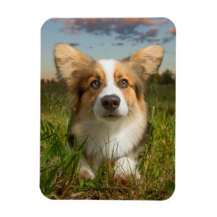 Cutest Baby Animals   Corgi in Cloudy Yard Magnet