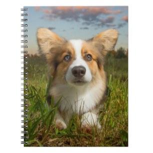 Cutest Baby Animals Corgi in Cloudy Yard Notebook