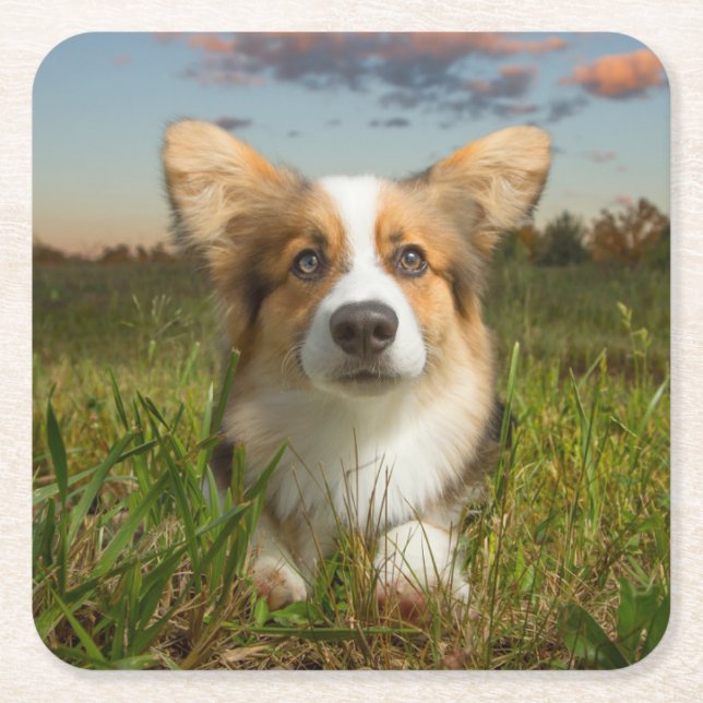 Cutest Baby Animals | Corgi in Cloudy Yard Square Paper Coaster (Front)