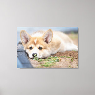 Cutest Baby Animals   Corgi Laying in the Yard Canvas Print