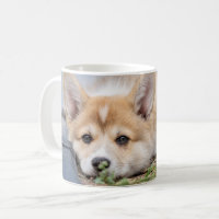 Cutest Baby Animals | Corgi Laying in the Yard