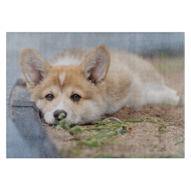 Cutest Baby Animals | Corgi Laying in the Yard Cutting Board (Front)