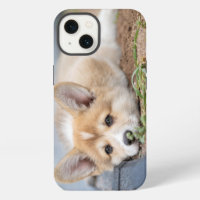 Cutest Baby Animals | Corgi Laying in the Yard