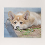 Cutest Baby Animals | Corgi Laying in the Yard Jigsaw Puzzle<br><div class="desc">This Getty Cutest Baby Animals photo features a Pembroke Welsh Corgi.</div>