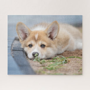 Cutest Baby Animals   Corgi Laying in the Yard Jigsaw Puzzle