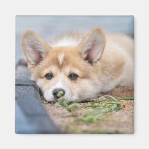 Cutest Baby Animals Corgi Laying in the Yard Magnet