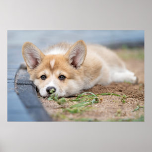 Cutest Baby Animals   Corgi Laying in the Yard Poster