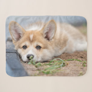 Cutest Baby Animals   Corgi Laying in the Yard Sherpa Blanket