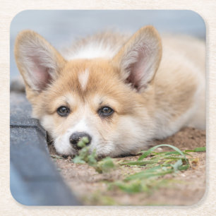 Cutest Baby Animals Corgi Laying in the Yard Square Paper Coaster