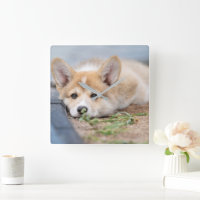 Cutest Baby Animals | Corgi Laying in the Yard