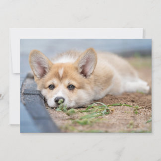 Cutest Baby Animals | Corgi Laying in the Yard Thank You Card