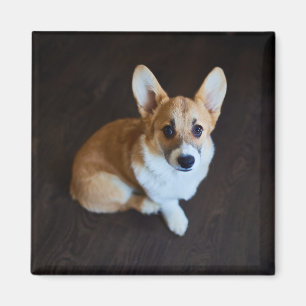 Cutest Baby Animals   Corgi Looking Up Magnet