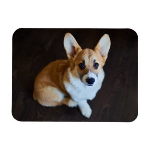 Cutest Baby Animals   Corgi Looking Up Magnet