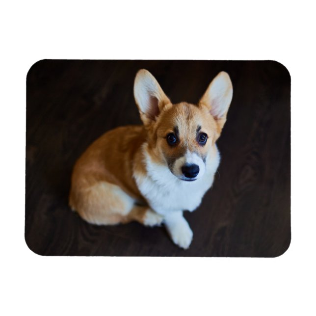 Cutest Baby Animals | Corgi Looking Up Magnet (Horizontal)