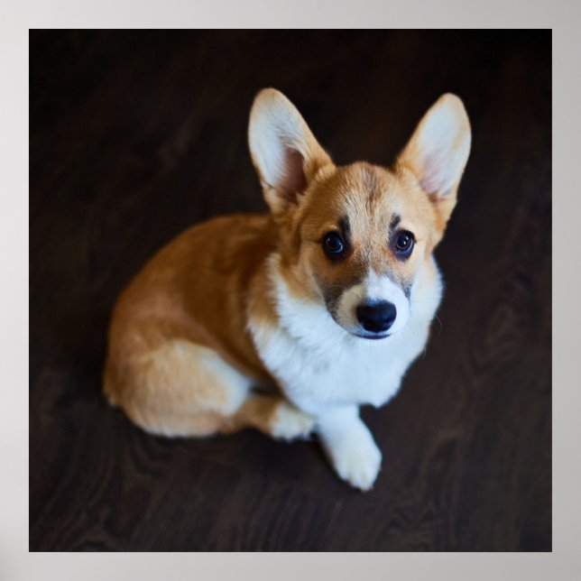 Cutest Baby Animals | Corgi Looking Up Poster (Front)