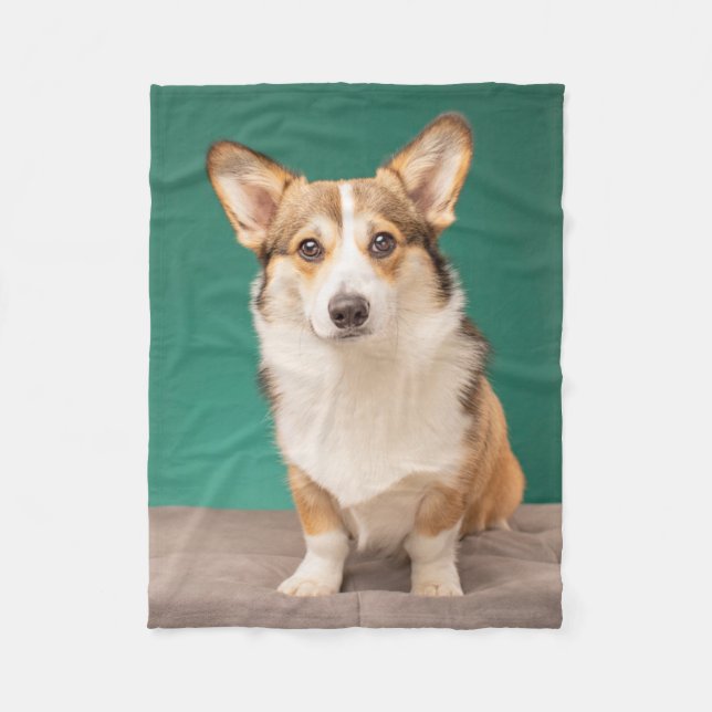 Cutest Baby Animals | Corgi on Teal Fleece Blanket (Front)
