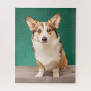 Cutest Baby Animals   Corgi on Teal Jigsaw Puzzle