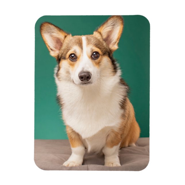 Cutest Baby Animals | Corgi on Teal Magnet (Vertical)