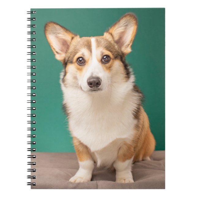 Cutest Baby Animals | Corgi on Teal Notebook (Front)