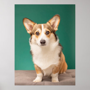Cutest Baby Animals   Corgi on Teal Poster