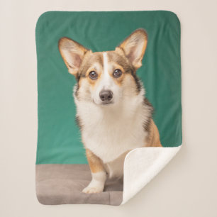 Cutest Baby Animals Corgi on Teal Sherpa Blanket