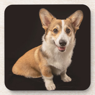 Cutest Baby Animals   Corgi Portrait on Black Coaster