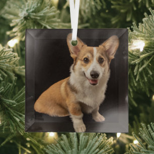 Cutest Baby Animals   Corgi Portrait on Black Glass Tree Decoration
