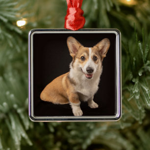 Cutest Baby Animals Corgi Portrait on Black Metal Tree Decoration