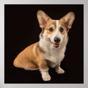 Cutest Baby Animals Corgi Portrait on Black Poster
