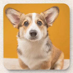 Cutest Baby Animals   Corgi Portrait on Orange Coaster