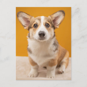 Cutest Baby Animals   Corgi Portrait on Orange Postcard