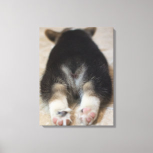 Cutest Baby Animals Corgi Puppy Behind Canvas Print