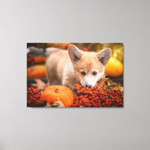 Cutest Baby Animals   Corgi Puppy  in Autumn Canvas Print
