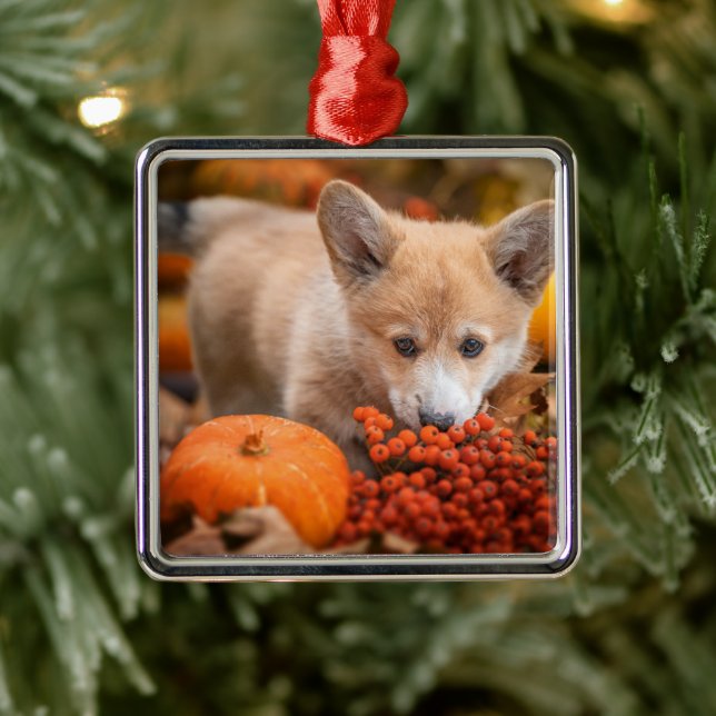 Cutest Baby Animals | Corgi Puppy  in Autumn Metal Tree Decoration (Tree)
