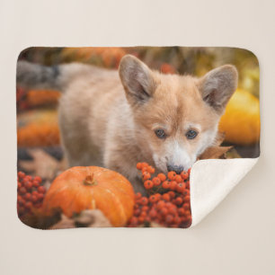 Cutest Baby Animals Corgi Puppy in Autumn Sherpa Blanket