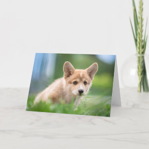 Cutest Baby Animals   Corgi Puppy in the Yard Card