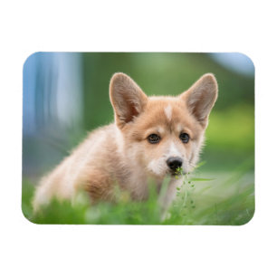 Cutest Baby Animals   Corgi Puppy in the Yard Magnet