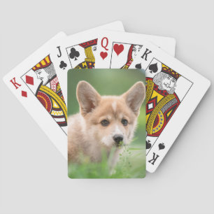 Cutest Baby Animals Corgi Puppy in the Yard Playing Cards