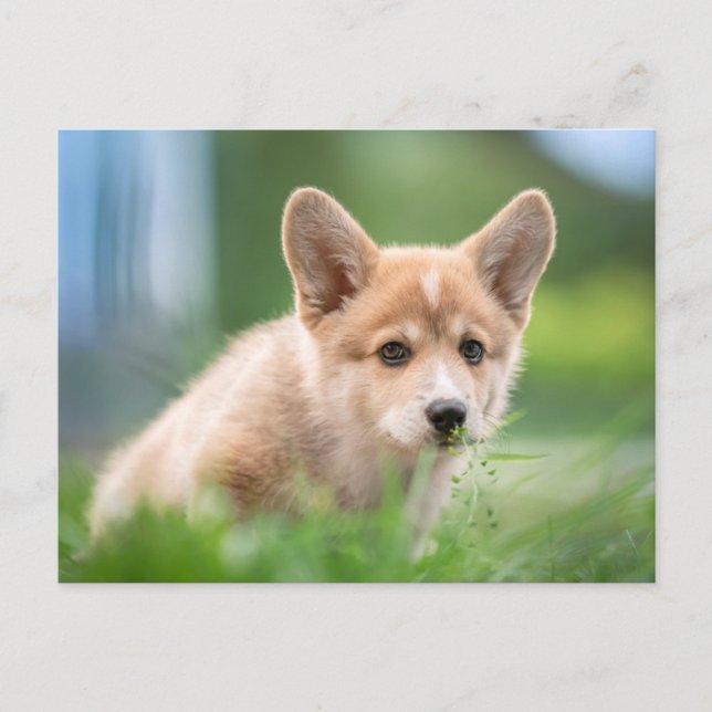 Cutest Baby Animals | Corgi Puppy in the Yard Postcard (Front)
