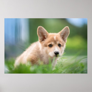 Cutest Baby Animals Corgi Puppy in the Yard Poster