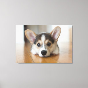 Cutest Baby Animals Corgi Puppy Looking Canvas Print
