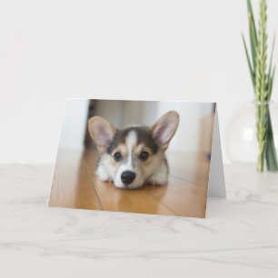 Cutest Baby Animals   Corgi Puppy Looking Card