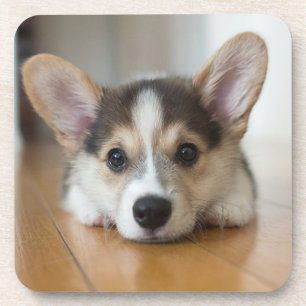 Cutest Baby Animals Corgi Puppy Looking Coaster