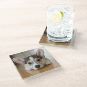 Cutest Baby Animals Corgi Puppy Looking Glass Coaster