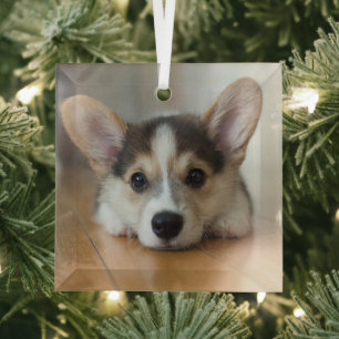 Cutest Baby Animals   Corgi Puppy Looking Glass Tree Decoration