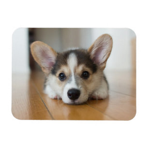 Cutest Baby Animals   Corgi Puppy Looking Magnet
