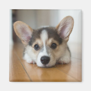 Cutest Baby Animals Corgi Puppy Looking Magnet
